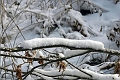 chenille de neige